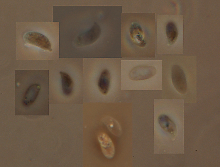 E'' Daedaleopsis confragosa? - foto 6434 (Lenzites warnieri)